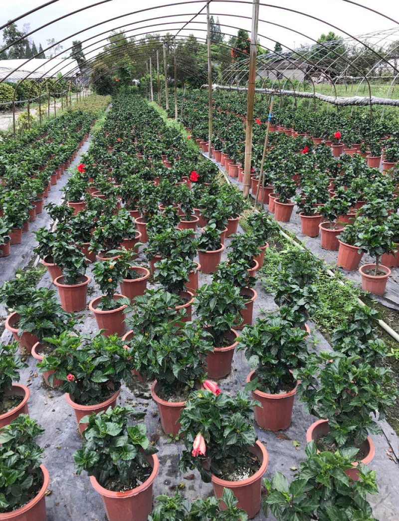 桑叶牡丹，26杯桑叶牡丹，四川桑叶牡丹基地直销