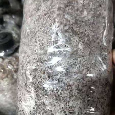 出售赤松茸球盖菇菌种专注30年，帮销鲜品菇免费技术支持