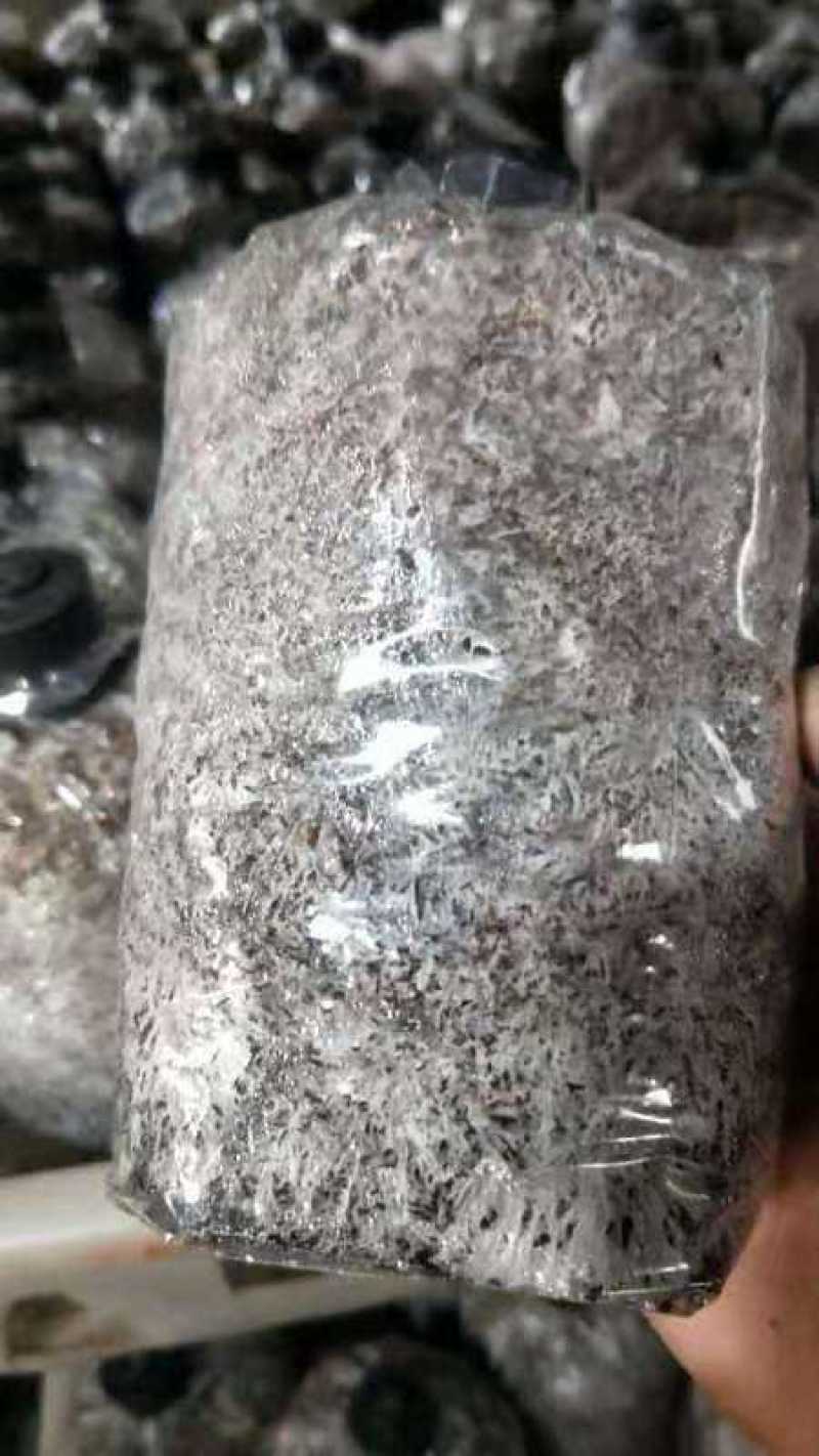 出售赤松茸球盖菇菌种专注30年，帮销鲜品菇免费技术支持