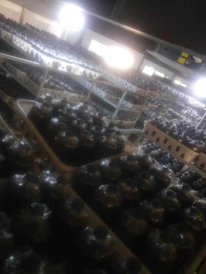 出售赤松茸球盖菇菌种专注30年，帮销鲜品菇免费技术支持