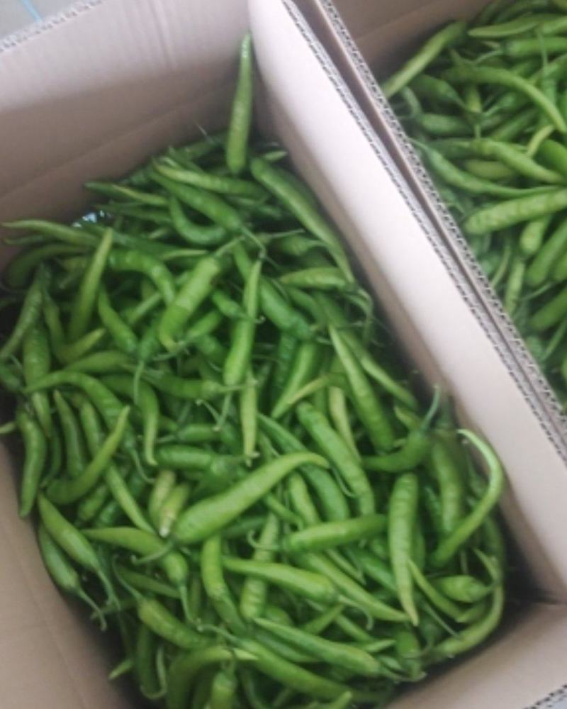 大量供应杭椒精品产地直销