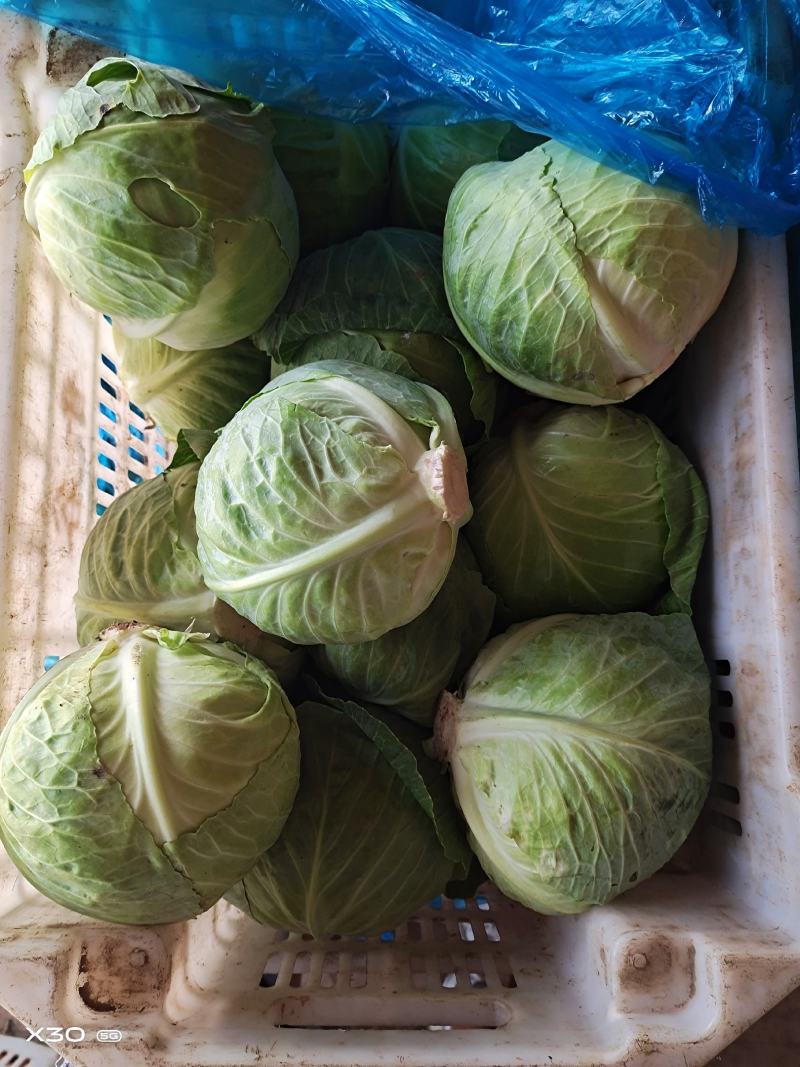 新鲜蔬菜硬粉西红柿茄子豆角黄瓜等