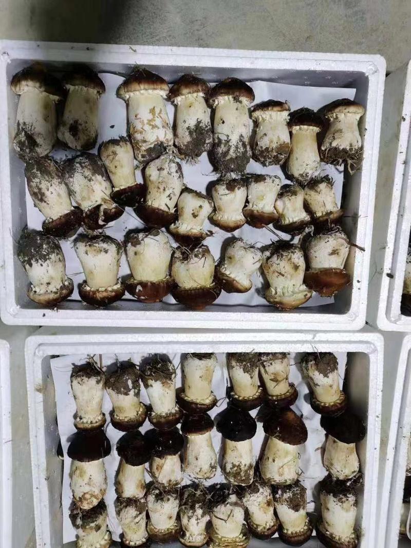 出售赤松茸球盖菇菌种专注30年，帮销鲜品菇免费技术支持