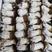 出售赤松茸球盖菇菌种专注30年，帮销鲜品菇免费技术支持