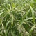 薏米（芦谷）云南、贵州