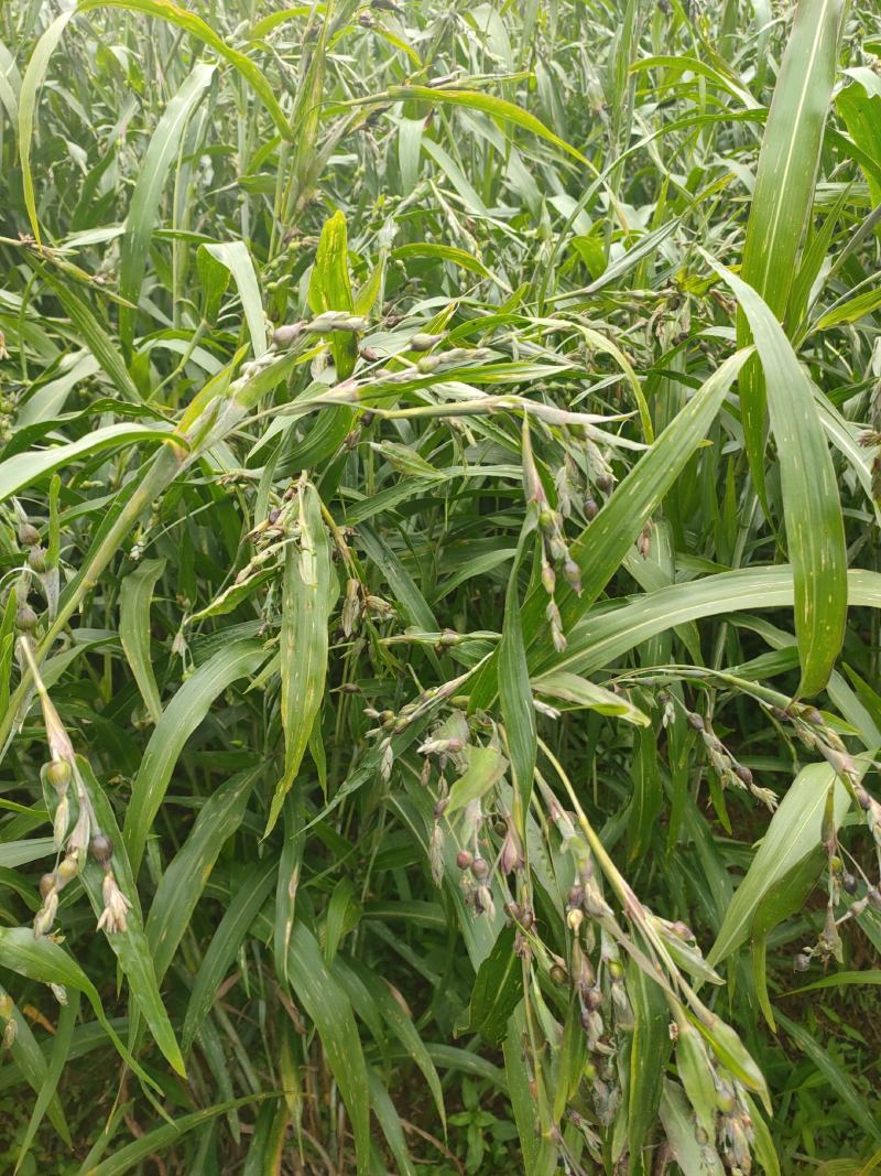薏米（芦谷）云南、贵州