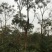 栾树工程树，丛生栾树批发，四川栾树基地直销