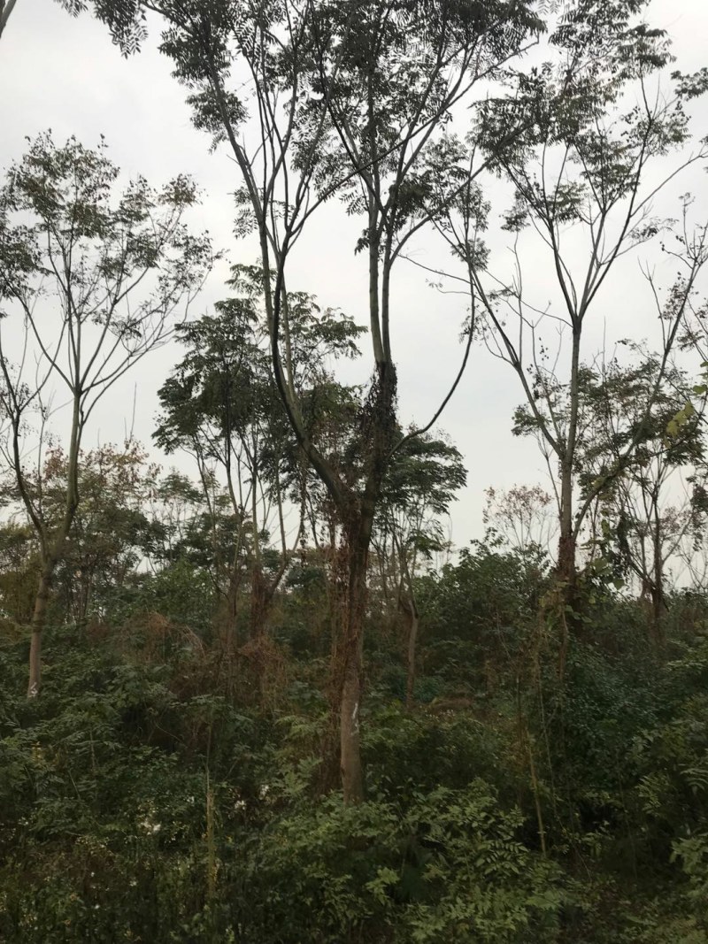 栾树工程树，丛生栾树批发，四川栾树基地直销