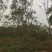 栾树工程树，丛生栾树批发，四川栾树基地直销