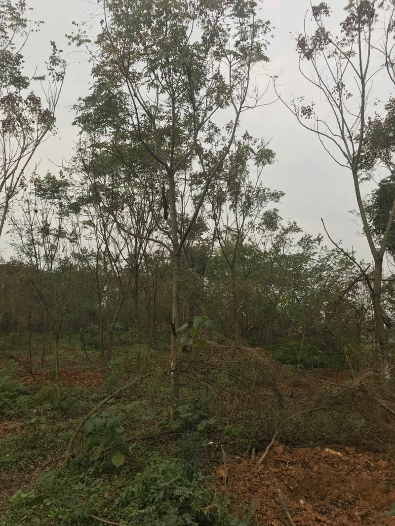 栾树工程树，丛生栾树批发，四川栾树基地直销