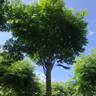 栾树工程树，丛生栾树批发，四川栾树基地直销