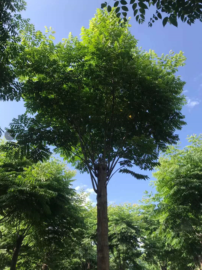 栾树工程树，丛生栾树批发，四川栾树基地直销