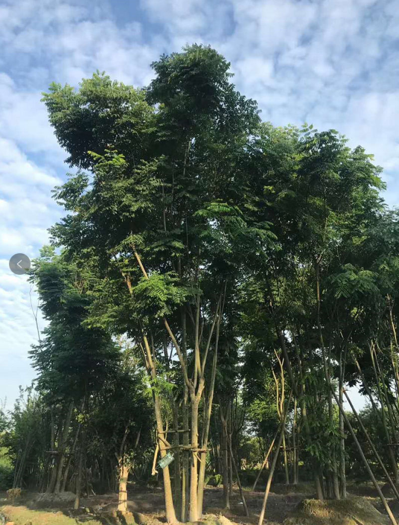 栾树工程树，丛生栾树批发，四川栾树基地直销