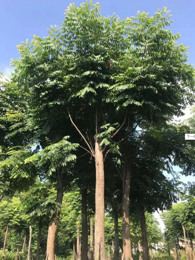 栾树工程树，丛生栾树批发，四川栾树基地直销