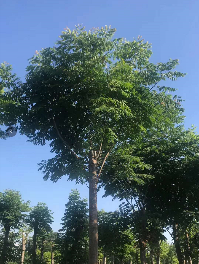栾树工程树，丛生栾树批发，四川栾树基地直销