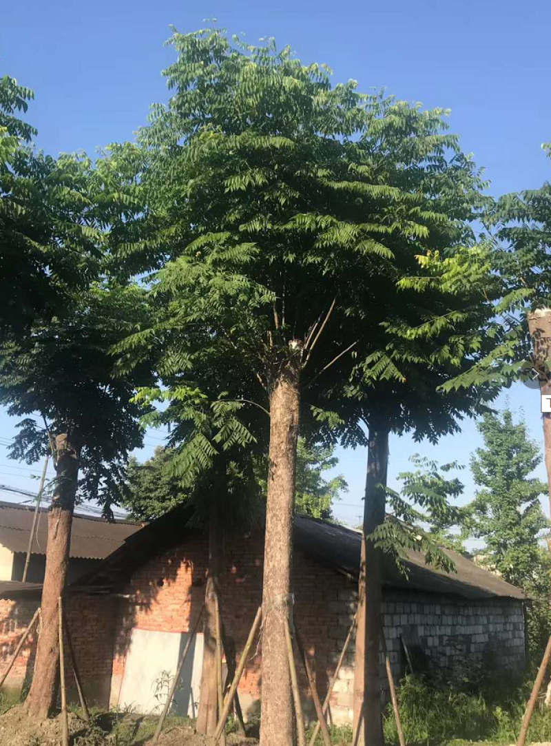 栾树工程树，丛生栾树批发，四川栾树基地直销