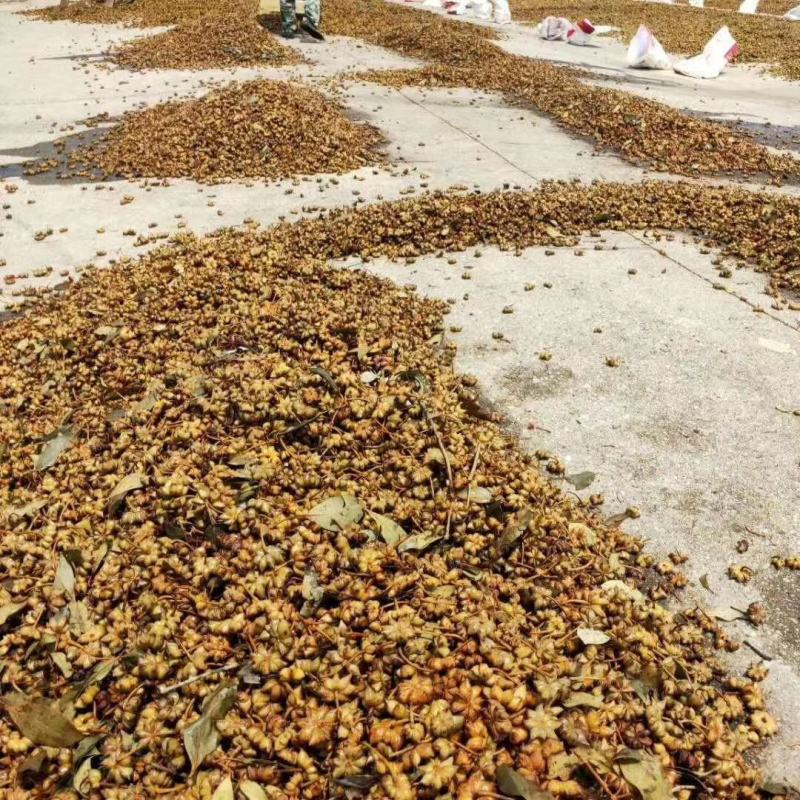 广西大红八角新货质量好