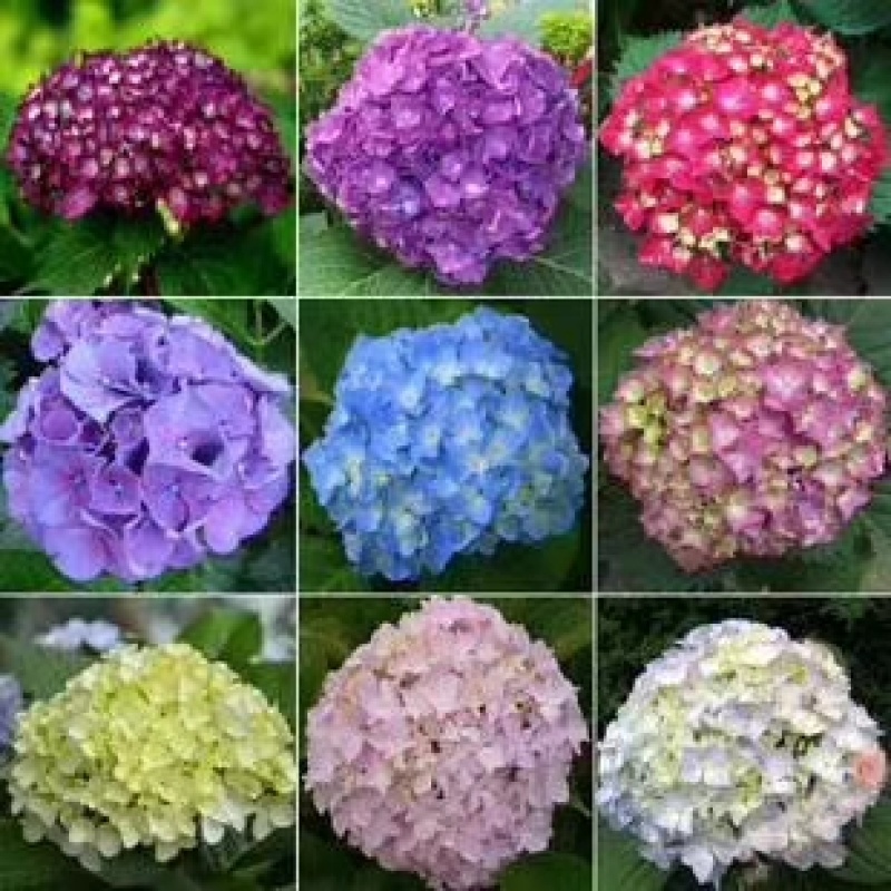 绣球八鲜花小苗基地直销