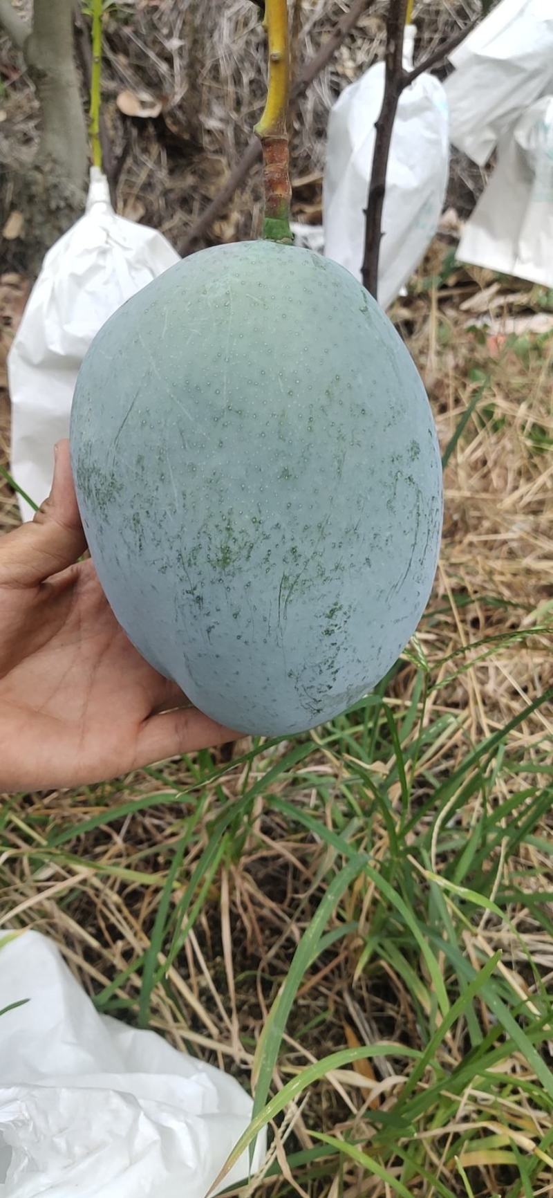 攀枝花凯特芒果，大脸芒
