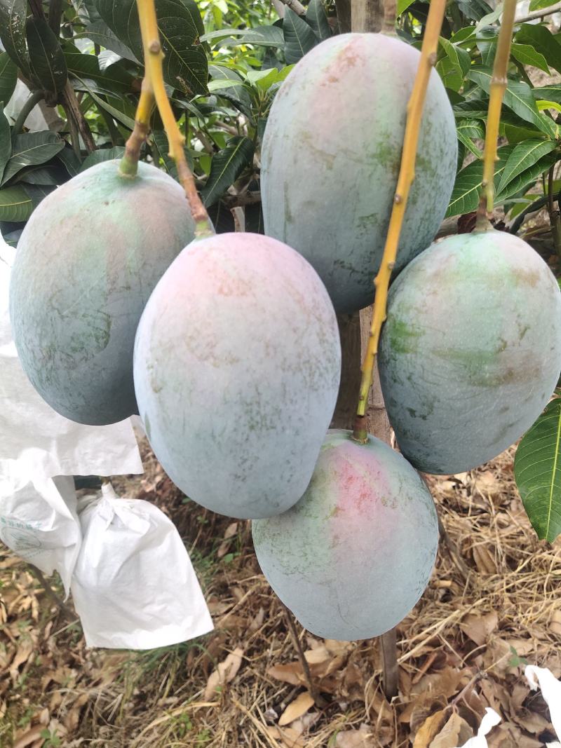 攀枝花凯特芒果，大脸芒