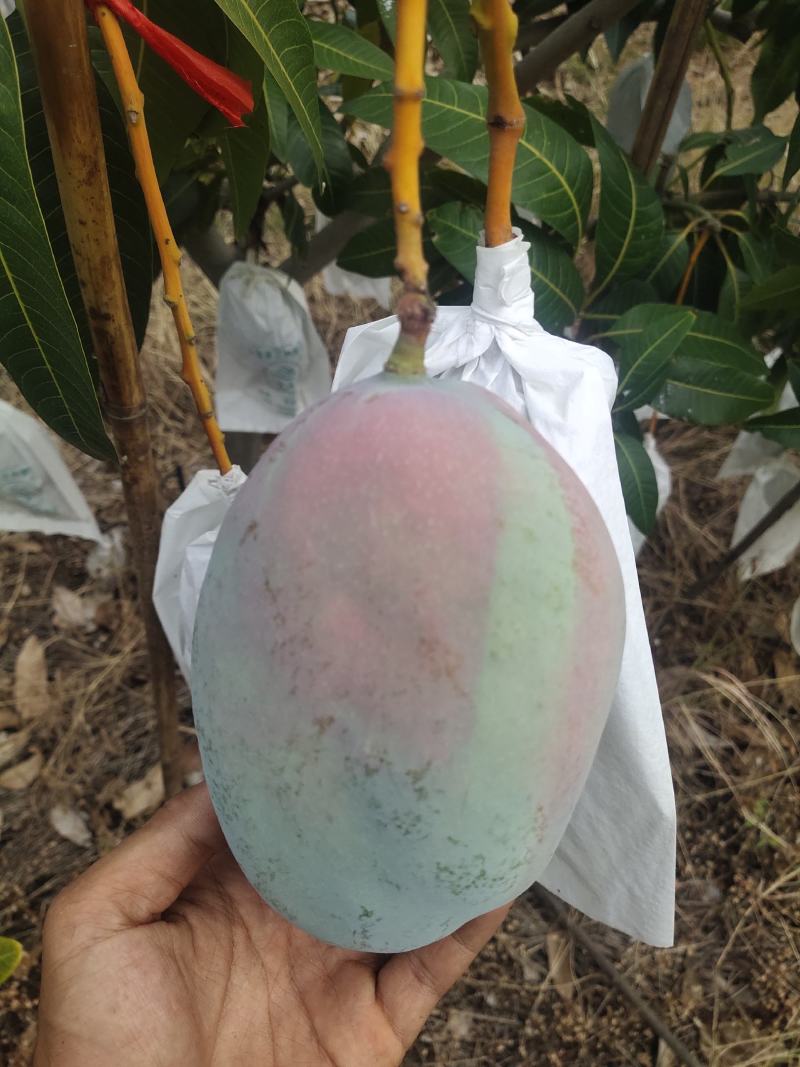 攀枝花凯特芒果，大脸芒