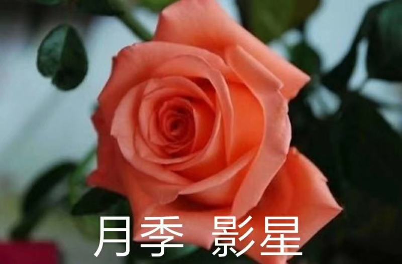 杂色大花月季苗，长年基地直销，以质量为本