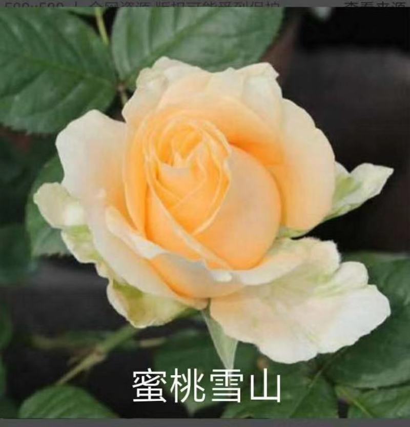 杂色大花月季苗，长年基地直销，以质量为本