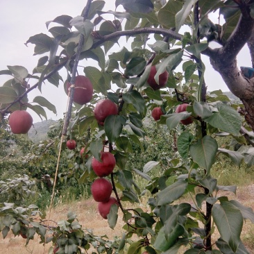 奥红一号红梨口感及甜汁多无渣可食率高糖量20%