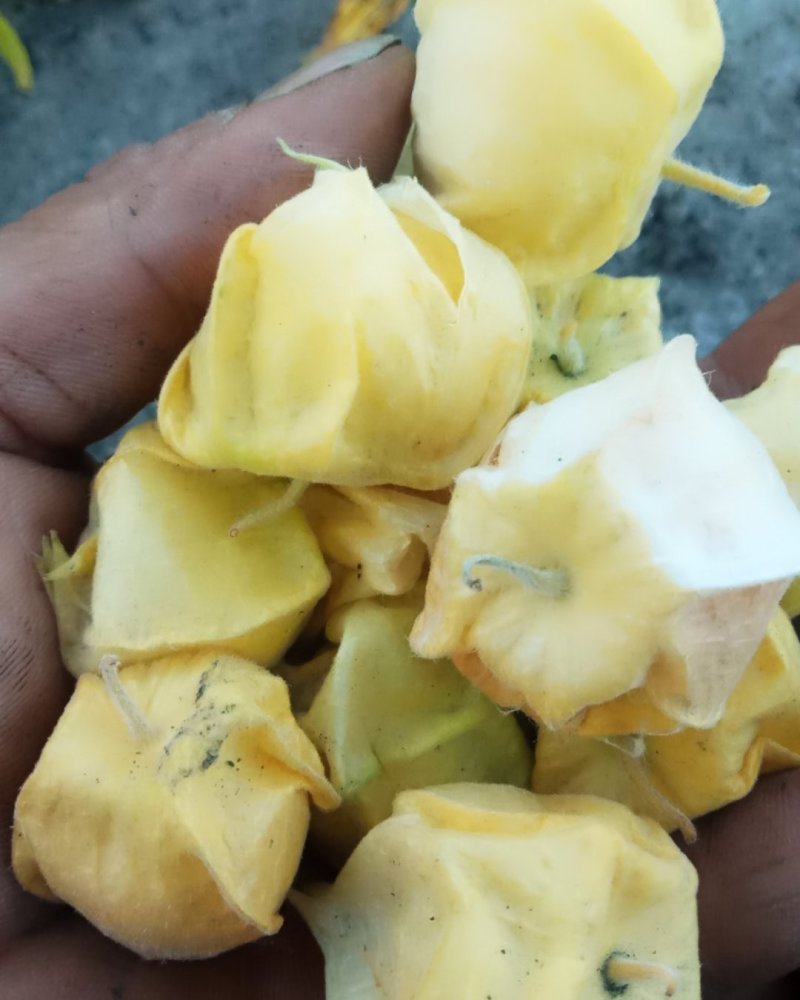 东北黄菇娘果，灯笼果，香甜
