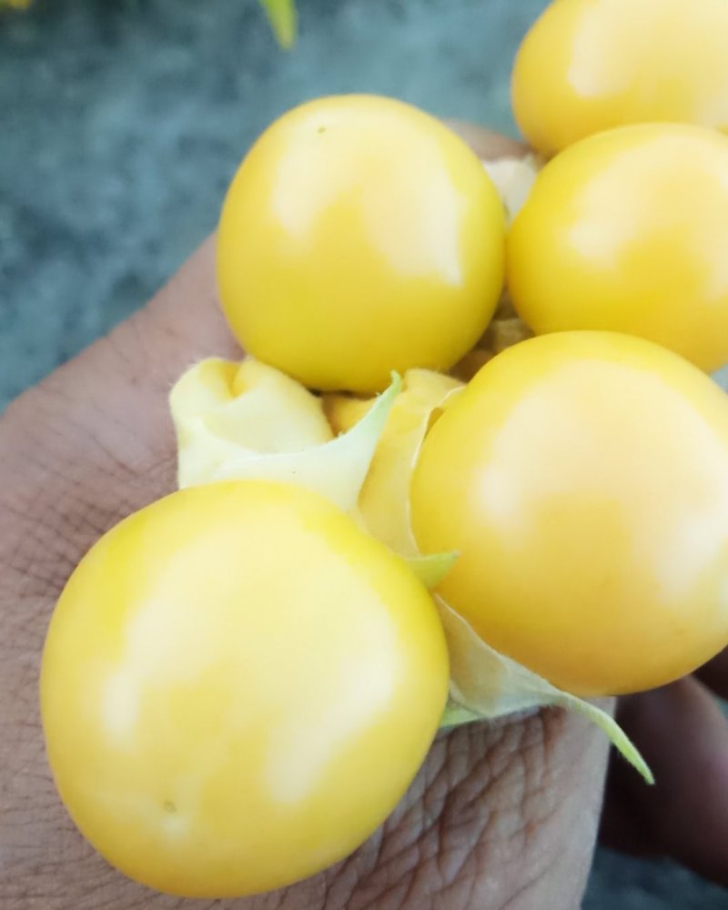 东北黄菇娘果，灯笼果，香甜