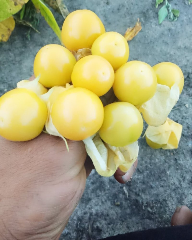 东北黄菇娘果，灯笼果，香甜