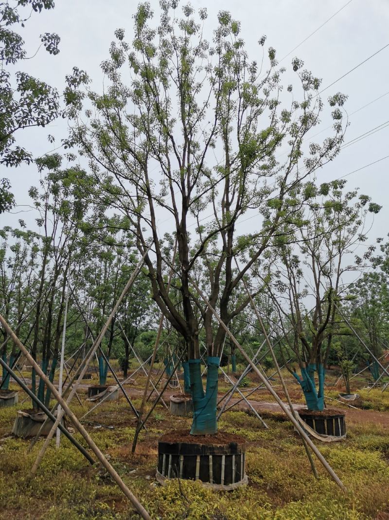 移栽多杆丛生多头单杆香樟自家苗圃基地直供