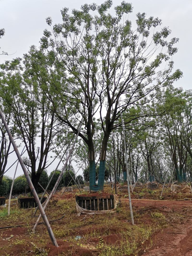 移栽多杆丛生多头单杆香樟自家苗圃基地直供