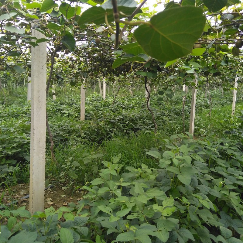 潍坊市猕猴桃，碧绿、泰山一号绿芯，脆甜，量大，口感特好