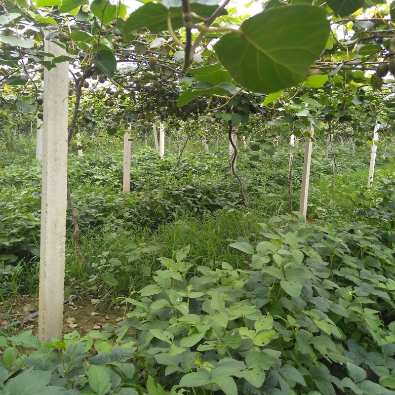 潍坊市猕猴桃，碧绿、泰山一号绿芯，脆甜，量大，口感特好