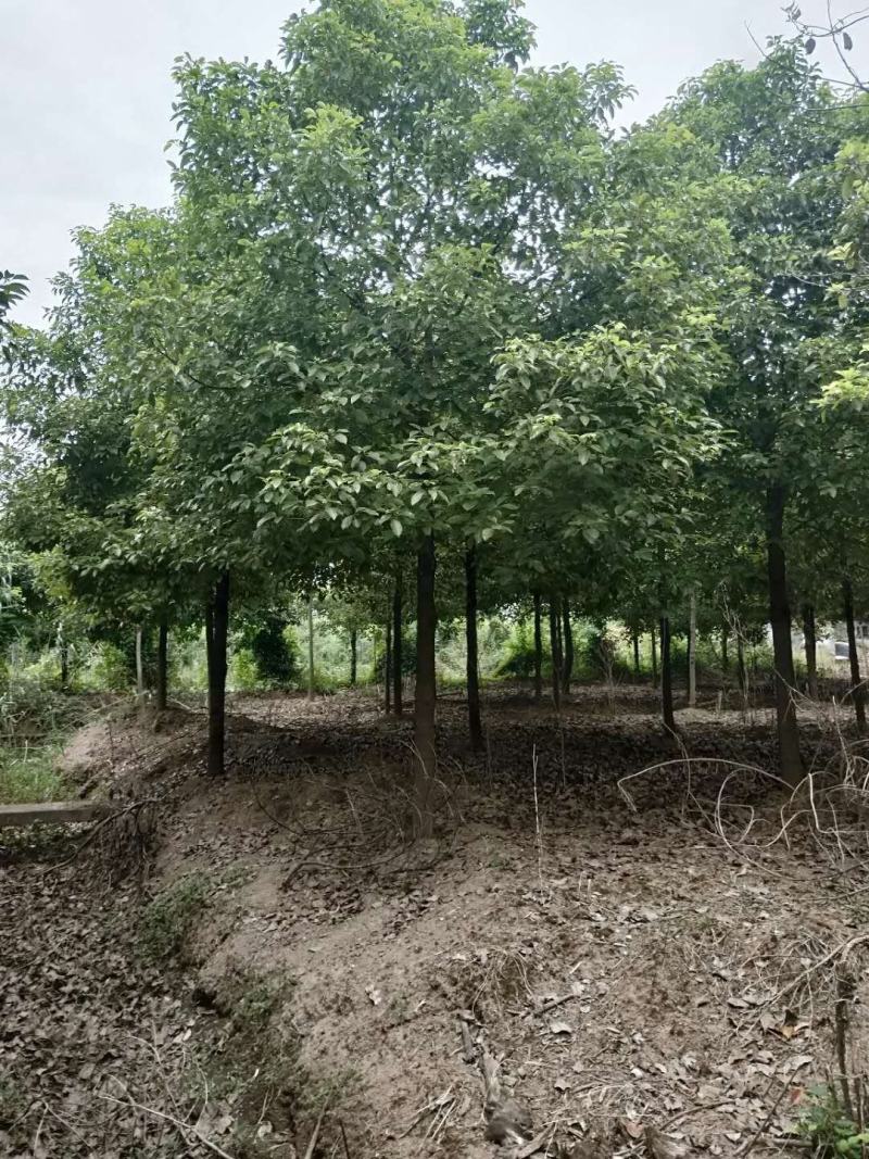 移栽10-12苗圃全冠香樟自家苗圃基地直供