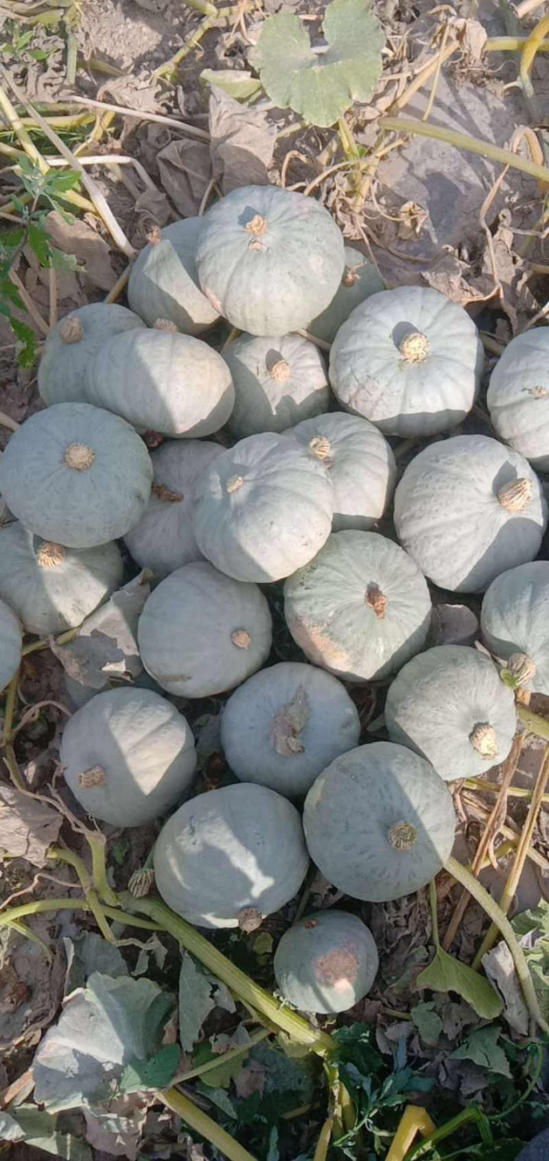 新疆银栗南瓜🎃香甜细腻，红薯口感，南瓜营养