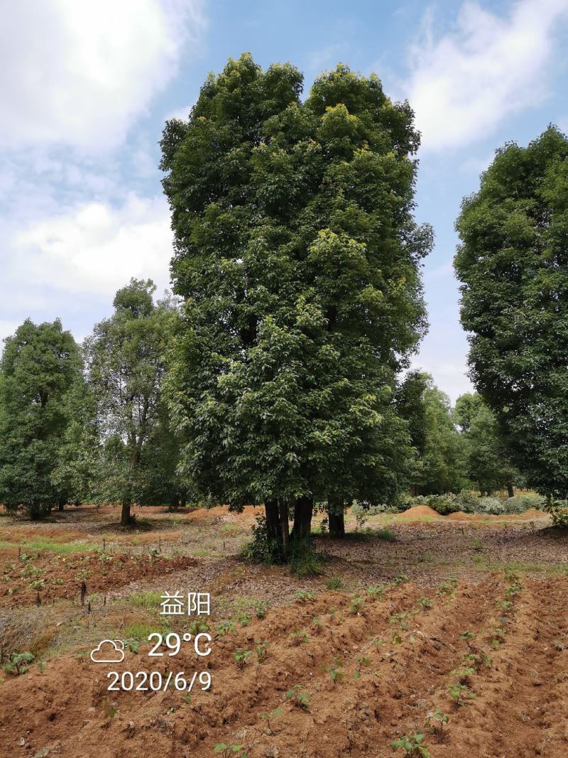 移栽骨架多杆香樟全冠香樟自家苗圃基地直供