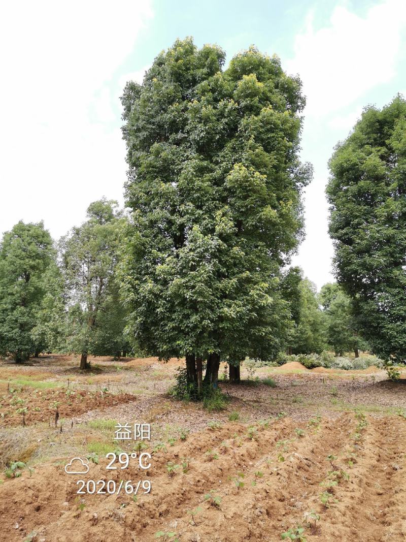 移栽骨架多杆香樟全冠香樟自家苗圃基地直供