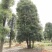 移栽骨架多杆香樟全冠香樟自家苗圃基地直供