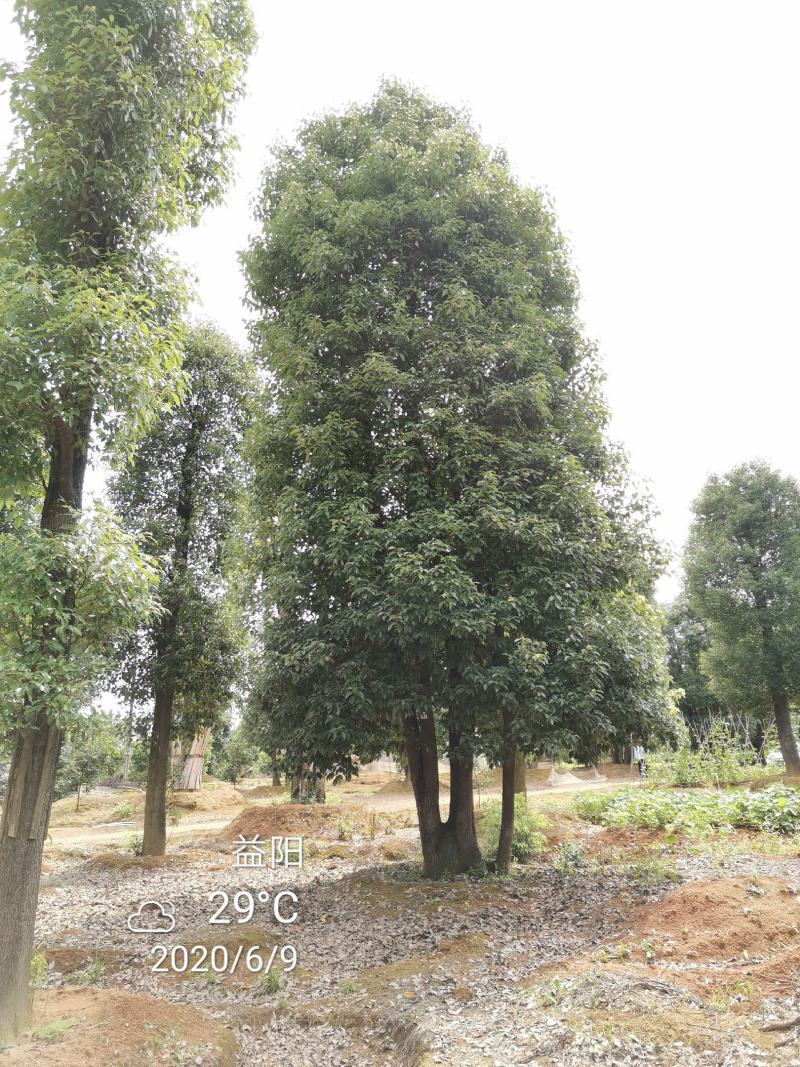 移栽骨架多杆香樟全冠香樟自家苗圃基地直供