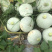 新疆银板栗南瓜，沙漠土地种植，天山雪水浇灌