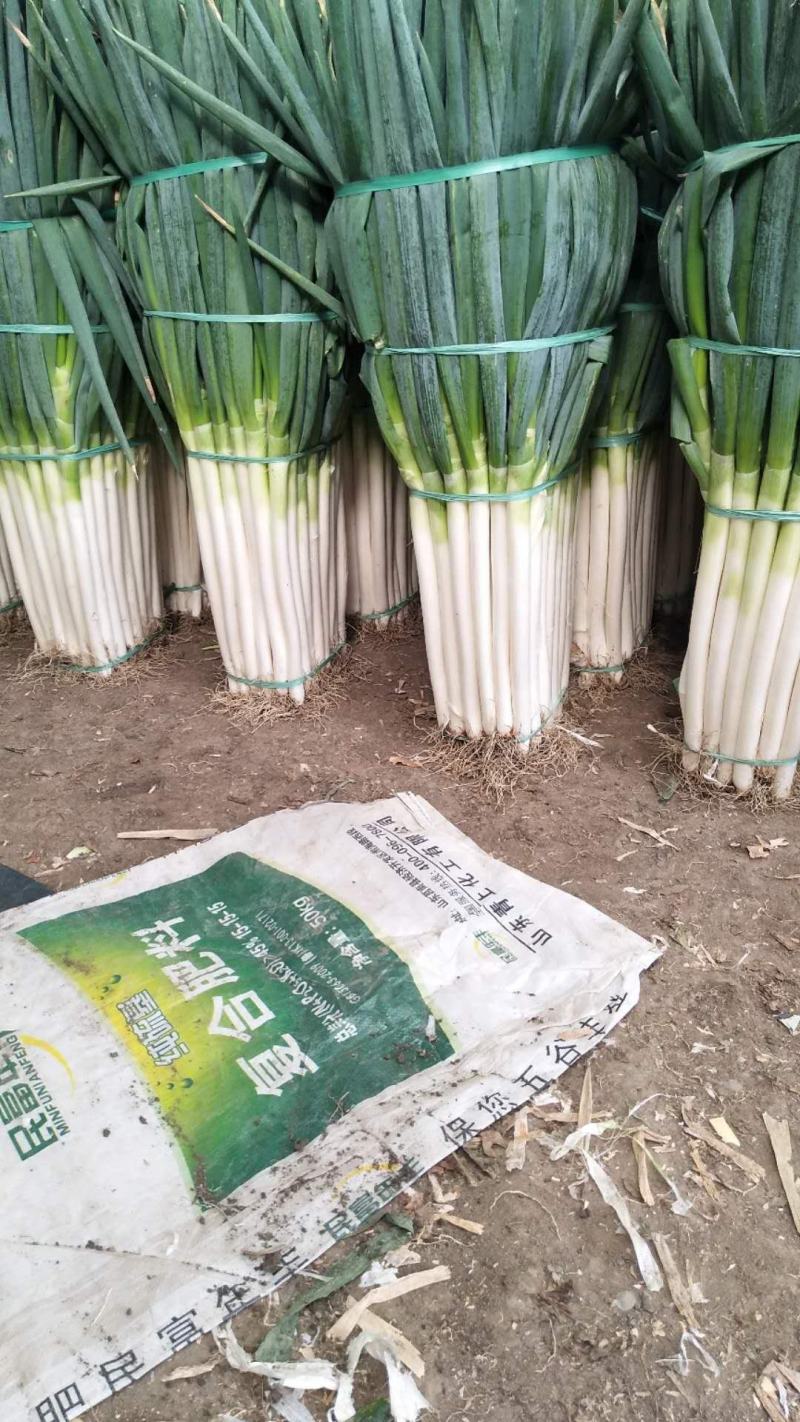 精品铁杆大葱质量好走市场做加工质量有保证诚信经营