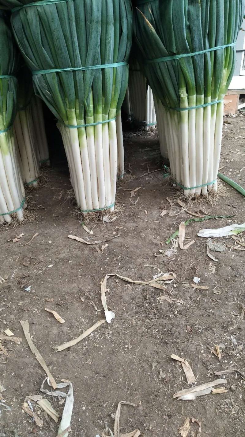 精品铁杆大葱质量好走市场做加工质量有保证诚信经营