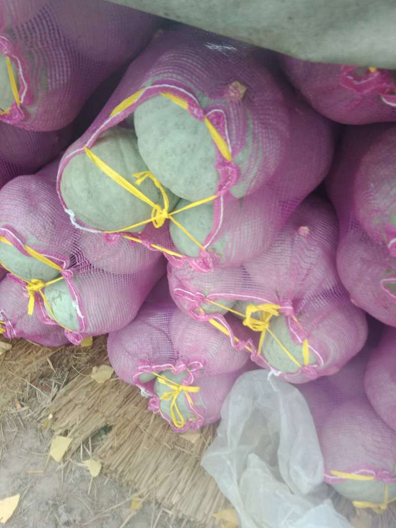 银栗南瓜，基地直供，一件代发，专业代办，