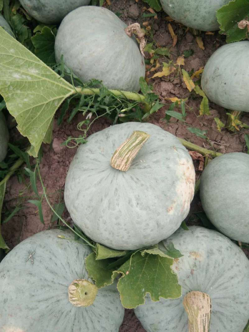 银栗南瓜，基地直供，一件代发，专业代办，