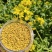 油菜花粉杂粉包邮一手货源新货蜂产品批发喂蜂花粉