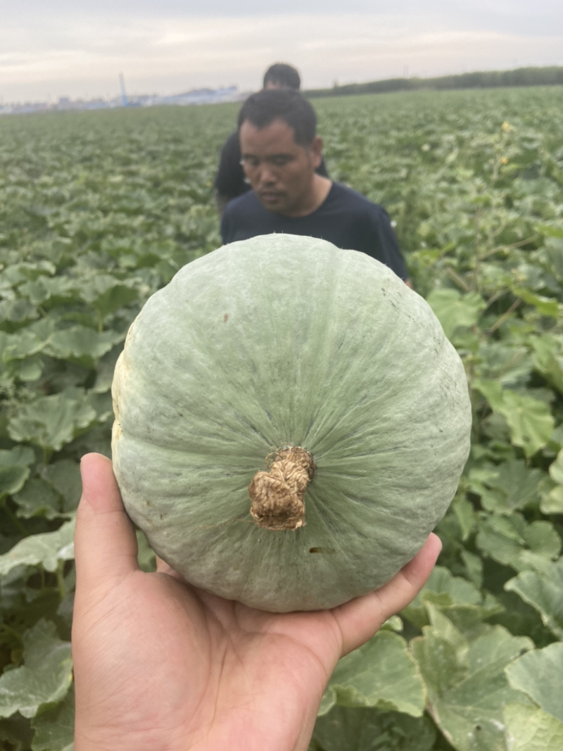 新疆银板栗南瓜，一件代发，基地直供，专业代办，