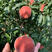 极早红桃树苗极早红桃苗保证纯度技术指导