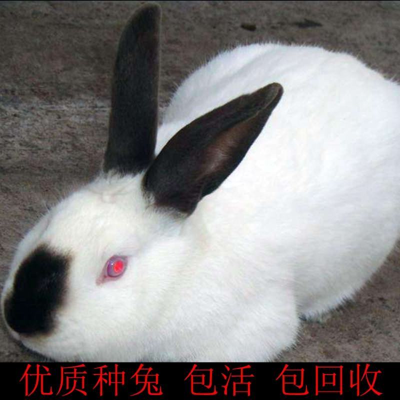 活体兔子大型比利时肉兔新西兰肉兔伊拉肉兔公羊兔安哥拉长毛